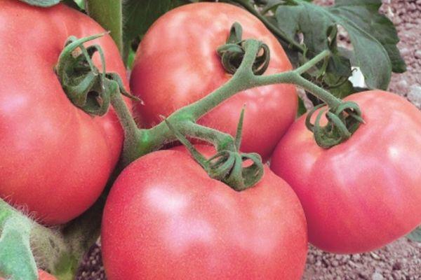 ผลไม้ขนาดใหญ่