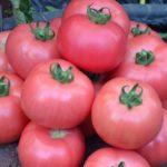 มะเขือเทศสีชมพู