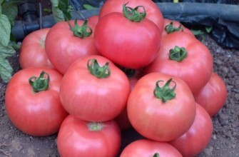 มะเขือเทศสีชมพู