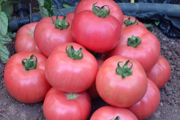 มะเขือเทศสีชมพู