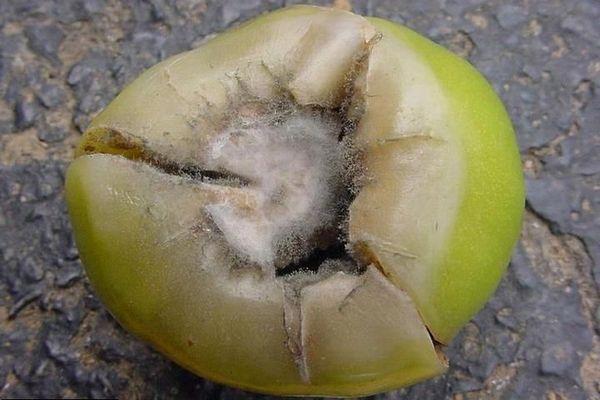 เชื้อราบนมะเขือเทศ