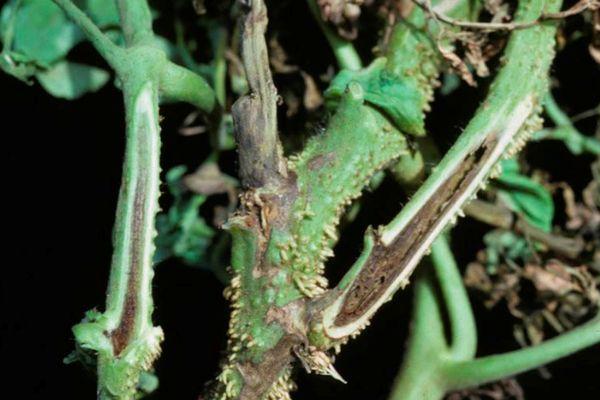 เชื้อราบนลำต้น