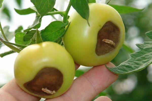 โรคของมะเขือเทศ