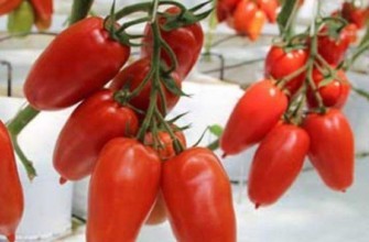 มะเขือเทศลูกผสม