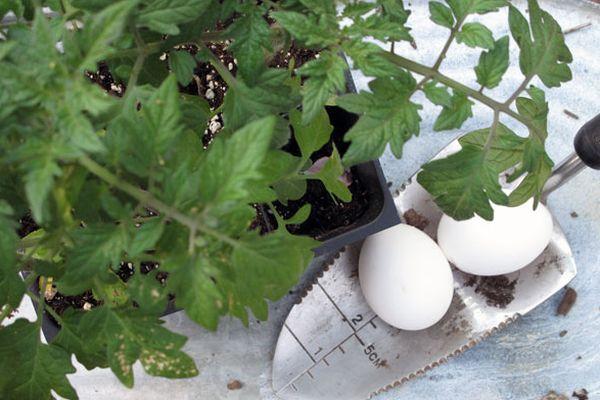 การปลูกมะเขือเทศ