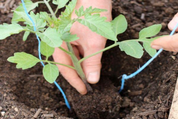 การปลูกต้นกล้า