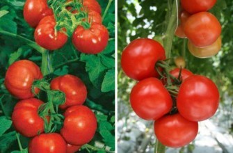 มะเขือเทศอัลฮัมบรา