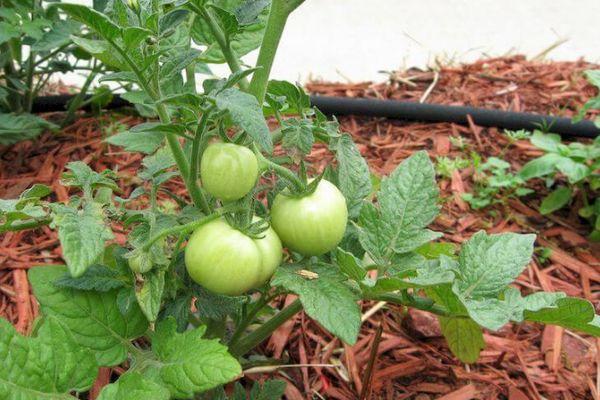 Tomates vertes