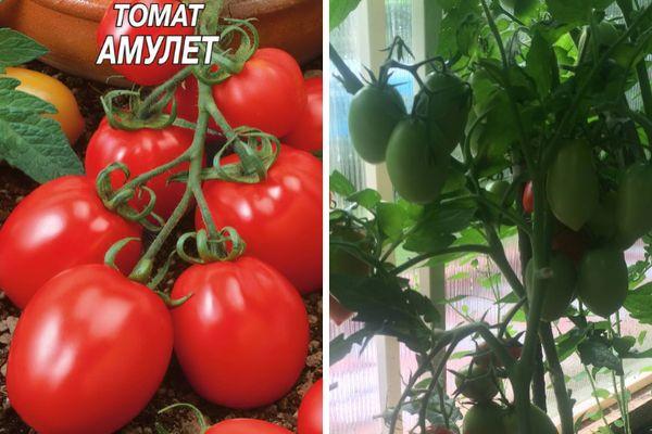 Tomates amulettes