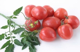 มะเขือเทศเครื่องราง