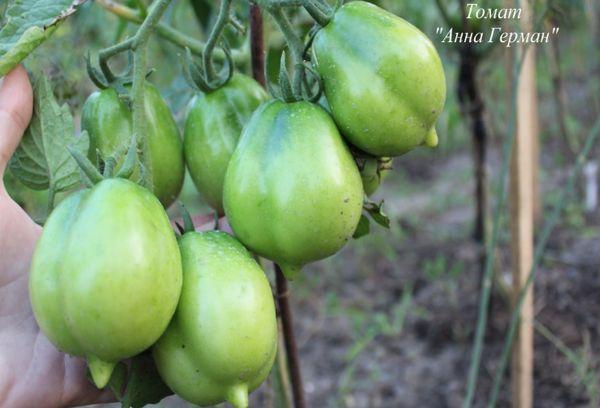 ผลไม้สีเขียว