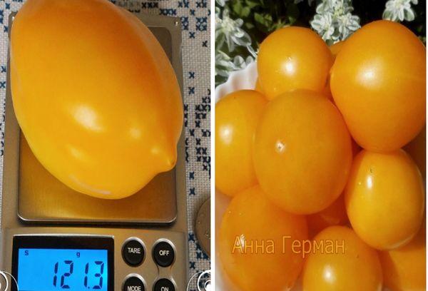 การชั่งน้ำหนักมะเขือเทศ