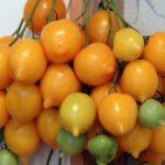 tomates jaunes