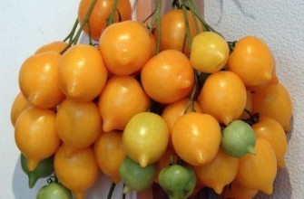 มะเขือเทศสีเหลือง