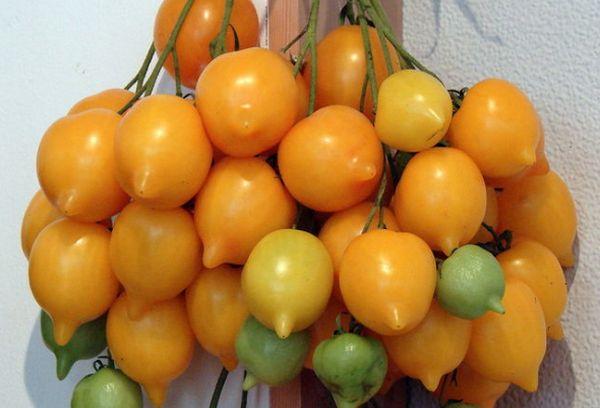 มะเขือเทศสีเหลือง