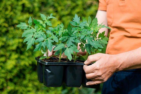 ถั่วงอกมะเขือเทศ