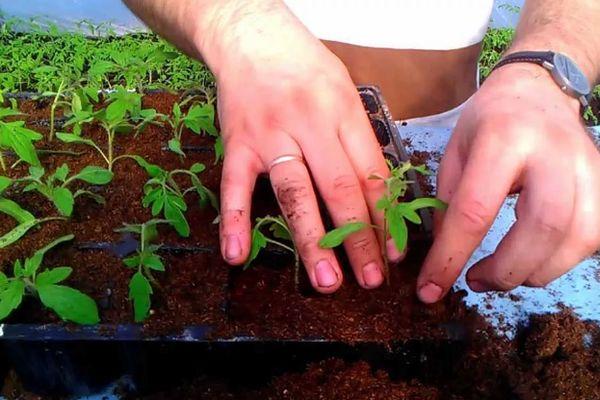 การเก็บต้นกล้า