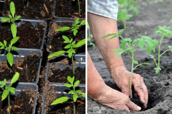 ต้นกล้ามะเขือเทศ