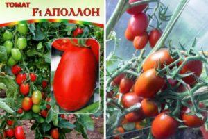 ลักษณะเด่นของมะเขือเทศ Apollo f1 การปลูกและการเจริญเติบโตของพันธุ์ลูกผสม