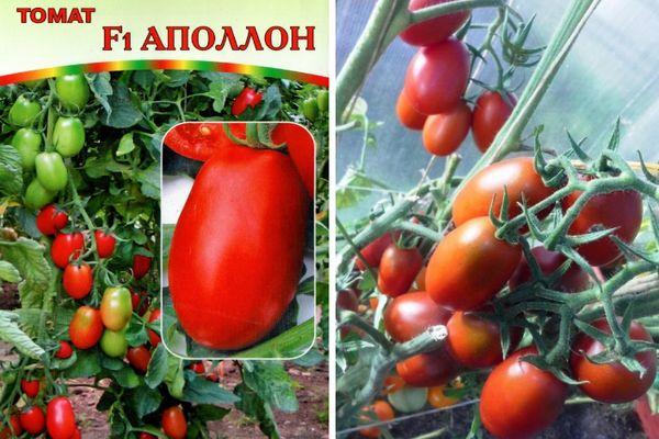 เมล็ดมะเขือเทศ