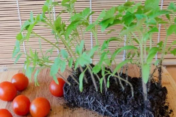 plants de tomates