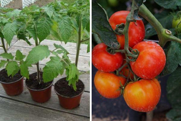 Tomates hybrides