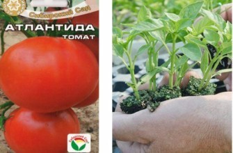 เมล็ดมะเขือเทศ