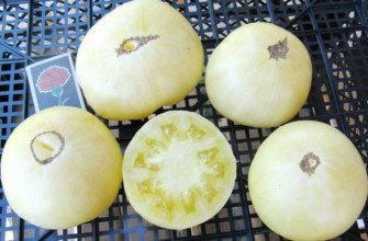 มะเขือเทศสีขาว