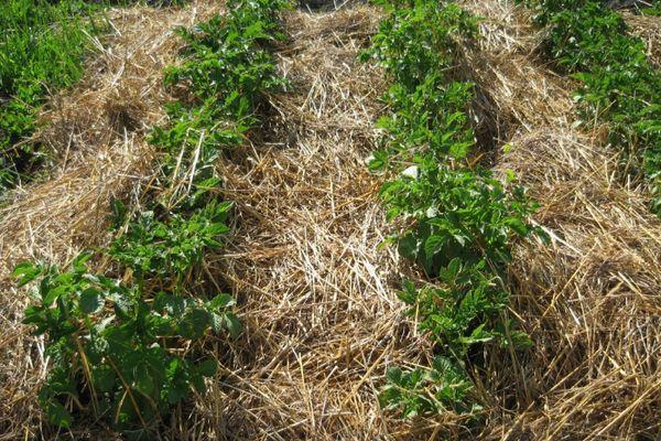 การคลุมดิน