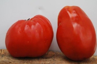 มะเขือเทศโบชาต้า