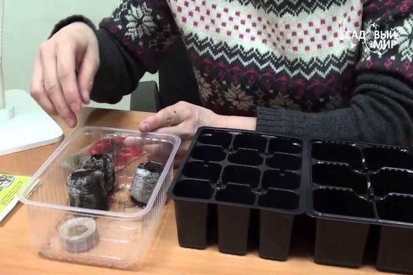 การปลูกเมล็ดพันธุ์