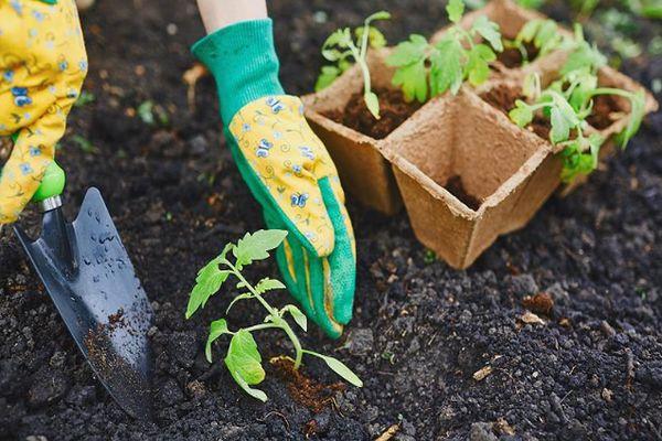 การปลูกมะเขือเทศ