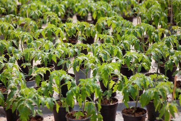 กระถางพร้อมต้นกล้า