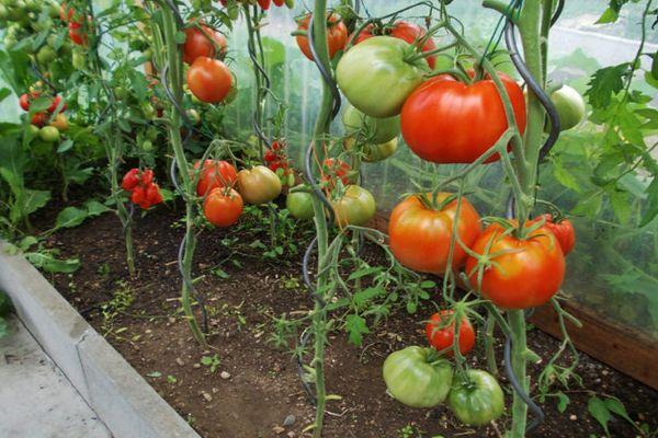 มะเขือเทศในเรือนกระจก