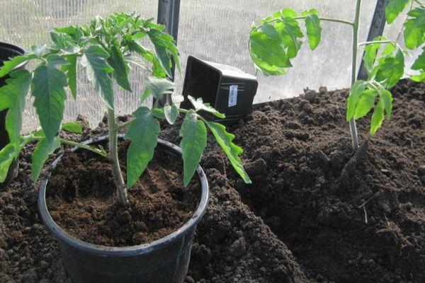 คำอธิบายเกี่ยวกับมะเขือเทศทรงพริกโบนันซ่าและเทคนิคการปลูกพืช