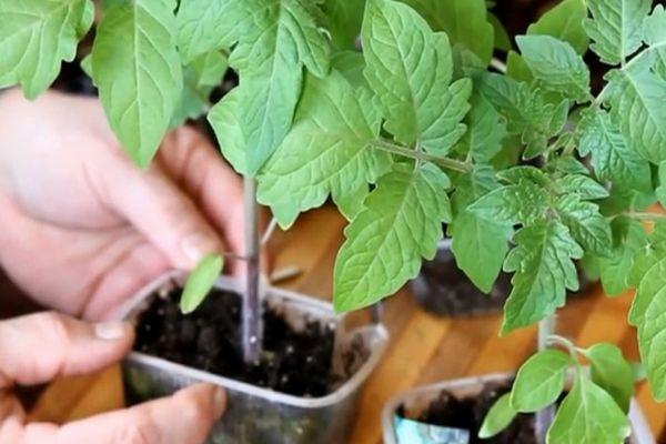 คำอธิบายเกี่ยวกับมะเขือเทศทรงพริกโบนันซ่าและเทคนิคการปลูกพืช