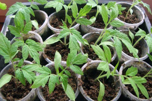 แก้วที่มีต้นกล้า