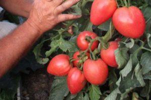 Description de la tomate hybride Bonaparte, culture et croissance des plants