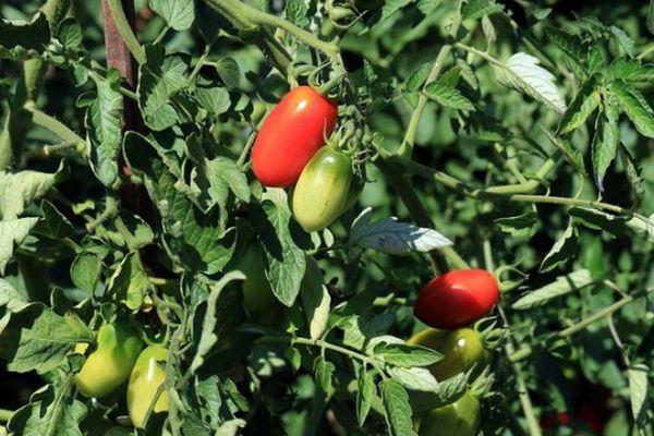 Tomates à fruits longs