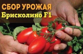 มะเขือเทศบริสโคลิโน