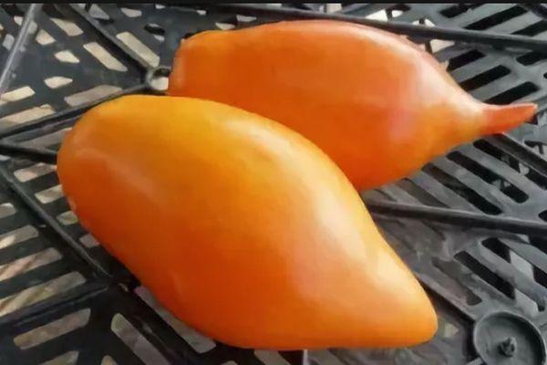 มะเขือเทศบูราติโน