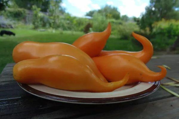 มะเขือเทศบูราติโน