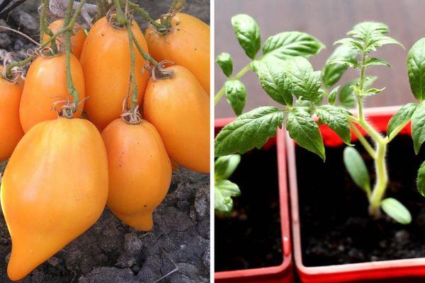 มะเขือเทศบูราติโน