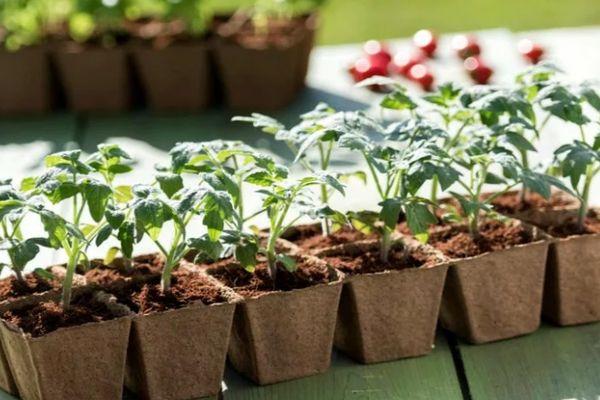 ภาชนะใส่ต้นกล้า