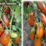 มะเขือเทศผลยาว