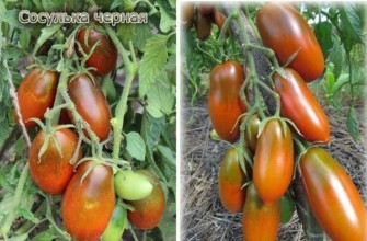 มะเขือเทศผลยาว