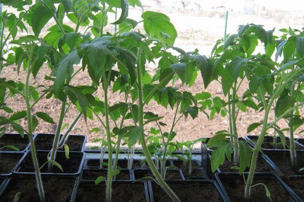 faire pousser des semis