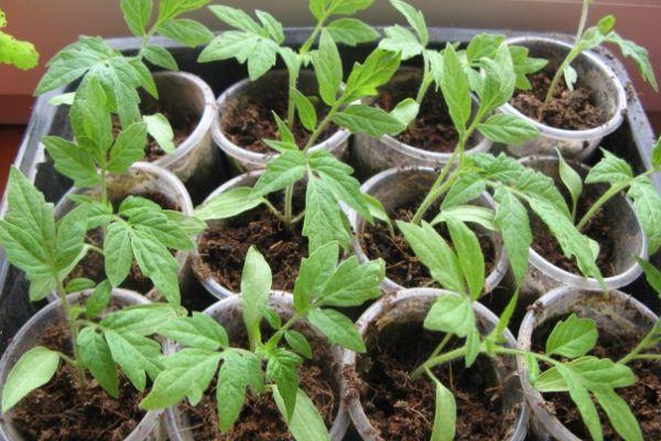 ภาชนะใส่ต้นกล้า