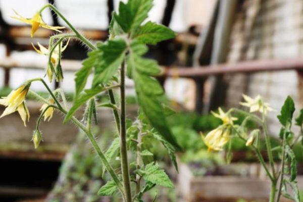 ดอกมะเขือเทศ