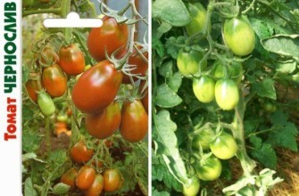 มะเขือเทศลูกพรุน